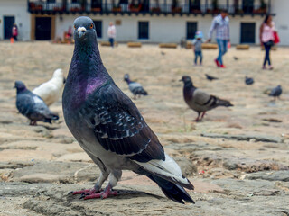 Different actitudes of a flock of pigeons in the not so clean main square of the colonial town of Villa de Leyva in central Colombia.