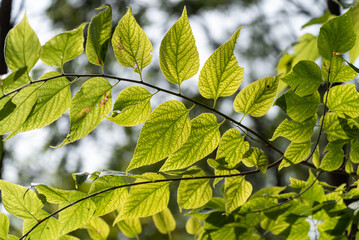 Oriental Bittersweet Vine Growing In The Trees