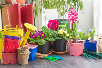 Spring gardening concept; Various gardening tools, spring flowers in pot, rubber boots and watering...