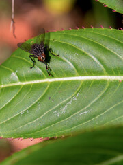 Macro photography of a barn fly sitting on a rhododendron leaf, captured in a garden near the colonial town of Villa de Leyva in central Colombia.