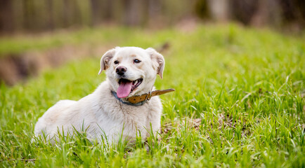 White labrador type, mongrel, dog in forest wearing leather collar.