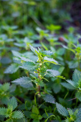 Primer plano de planta silvestre