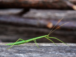 Maco photograpy of a big green stick insect on a wooden plank, captured in a garden near the...