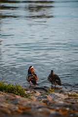 Two Mandarin duck on the shore from the lake