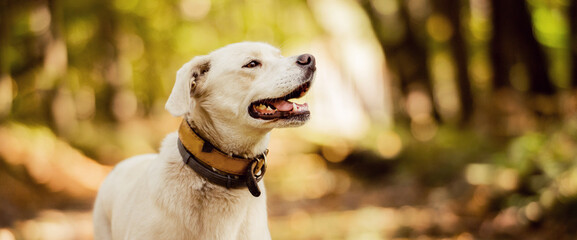 White labrador type, mongrel, dog in forest wearing leather collar.