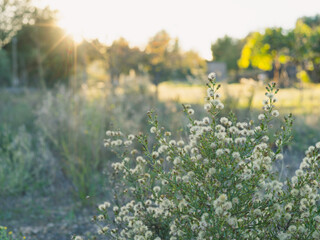 misty morning in the field