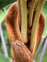 Macro photography of the singular sprout of an exotic Oreopanax discolor, known as bear hand, captured in a forest near the colonial town of Villa de Leyva in central Colombia.