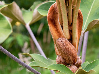 Macro photography of the singular sprout of an exotic Oreopanax discolor, known as bear hand, captured in a forest near the colonial town of Villa de Leyva in central Colombia.