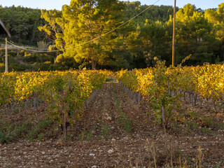 vineyard in autumn