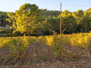 vineyard in autumn