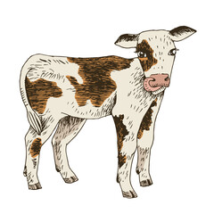 Hand drawn calf, isolated on a white background