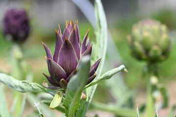 Purple fresh globe artichokes from the vegetable garden.