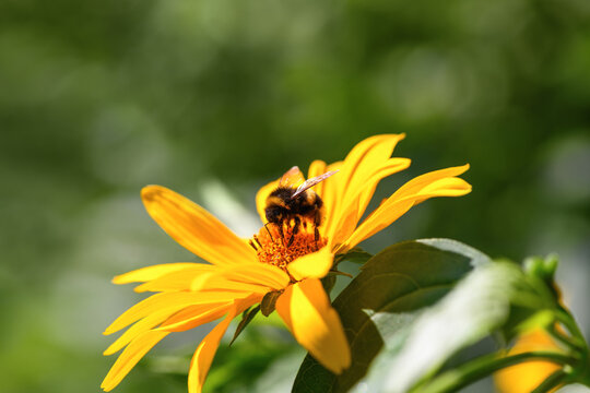 Bumblebee. One large bumblebee sits on a yellow sunflower flower on a Sunny bright day. Macro horizontal photography