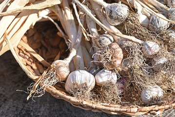 Basket with fresh picked garlic from the vegetable garden.