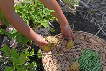 Naklejka na ściany i meble A child is harvesting in the vegetable garden.