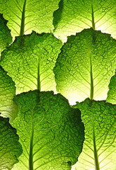 Close up of texture in a cabbage leaf with backlight.
