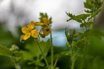 Yellow greater celandine wildflower inflorescence