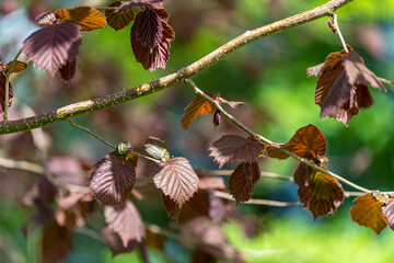 Young leaves of hazelnut Corylus Avellana `Red Majestic` 