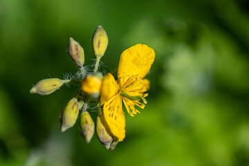 Yellow greater celandine wildflower inflorescence