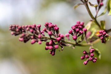 purple lilac flower buds unopened