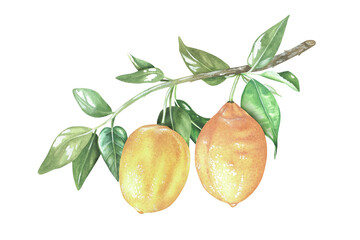 Two yellow lemons on a branch. Watercolor illustration. Isolated on a white background. For design stickers, nature prints, kitchen accessories, product packaging with citrus