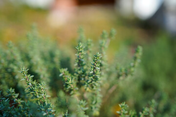 Close up of thyme growing in a herbal garden