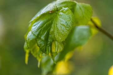 Green Tilia linden tree leaves in natural back light, nature in detail.