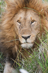 Fototapeta premium Löwe in Kenia