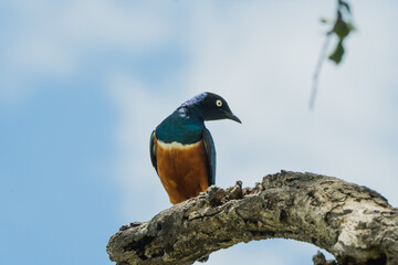 Dreifarben-Glanzstar in Kenia