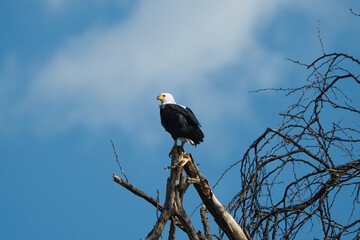Schreiseeadler in Kenia