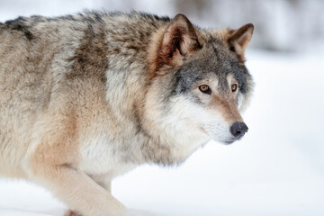 Obraz premium Alert grey wolf walking in winter forest