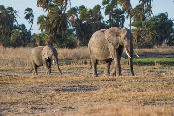 Elefant mit Kalb in Kenia