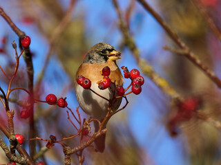 Brambling (Fringilla montifringilla)