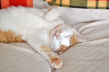 Ginger and white cat sleeping on the sofa at home.  Happy tabby cat relaxing in a house. 