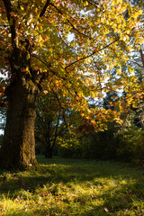Autumn landscape nature park old oak tree