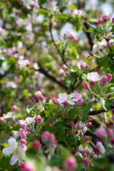 Blooming apple tree spring concept