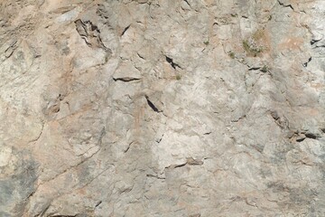 texture of the bark of a tree