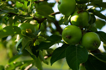 Organic green apples on branch in garden cultivation food