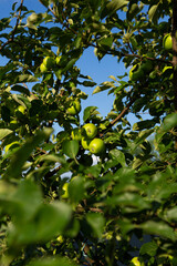green apples on branch in garden cultivation food