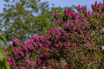 Obraz premium Flowers of lilac tree against blue sky.