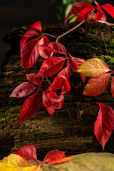 red leaves on a stump, moss, forest atmosphere, dark background