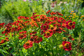 summer flowers in the garden