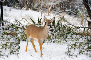 Young white-tailed doe in the snow foraging for food after a winter's storm. 