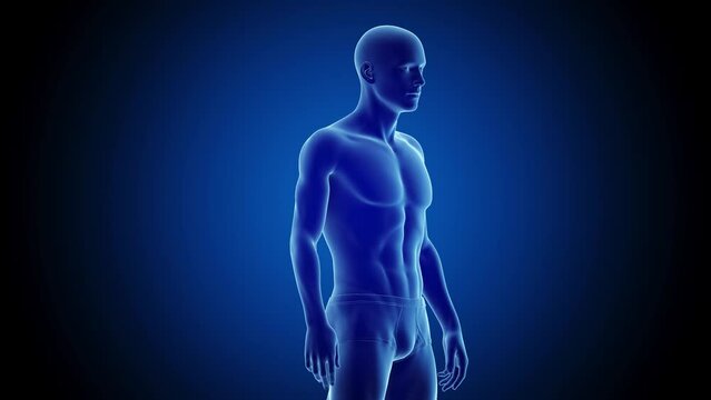 3d rendered medical animation of a man's transformation from an endomorphic body type to a mesomorphic build