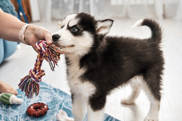 Siberian Husky puppy with blue eyes playing with a human indoor at home. Cute pet.
