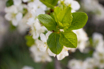 Blooming apple tree branch beautiful background growing