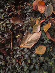 red and yellow leaves