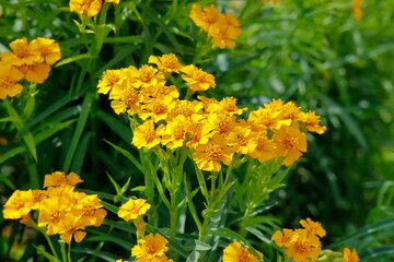 yellow flowers in the garden