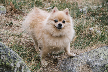 Obraz premium A cute cheerful spitz standing on the stones. Happy dog walking in the nature.