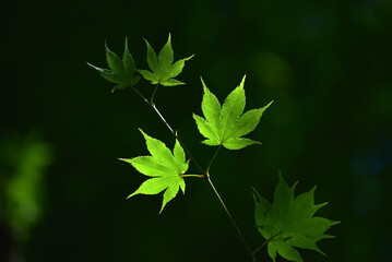 若モミジ　木漏れ日